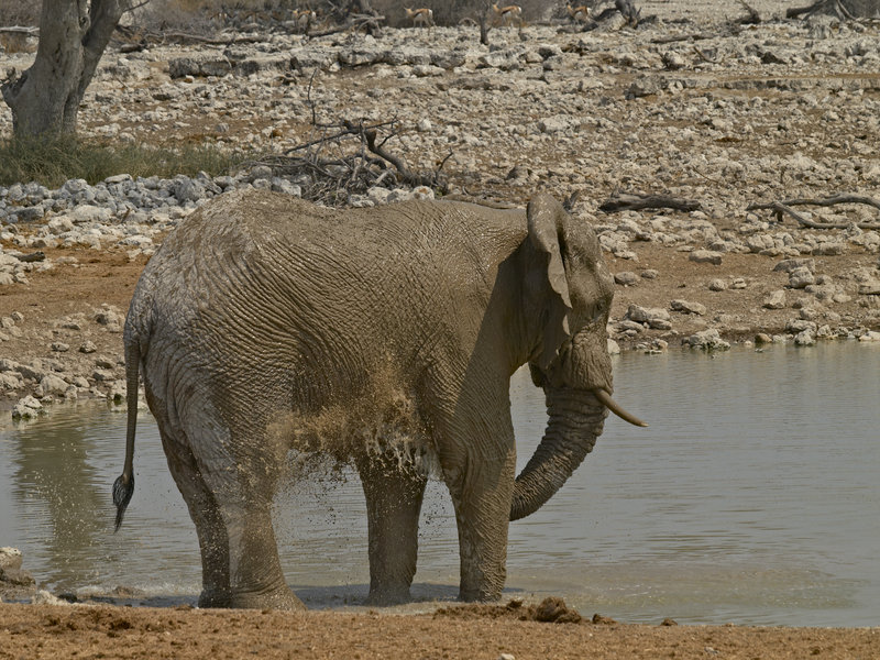 Okaukuejo, African Elephant